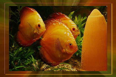 copyright R. Callewaert